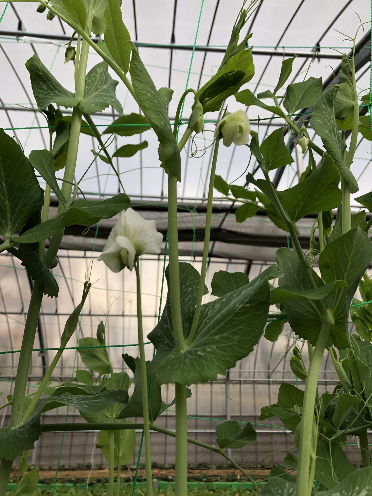 スナップエンドウの花が咲きました 団地の農場 日の里ファーム 新規事業紹介ブログ Js日本総合住生活株式会社